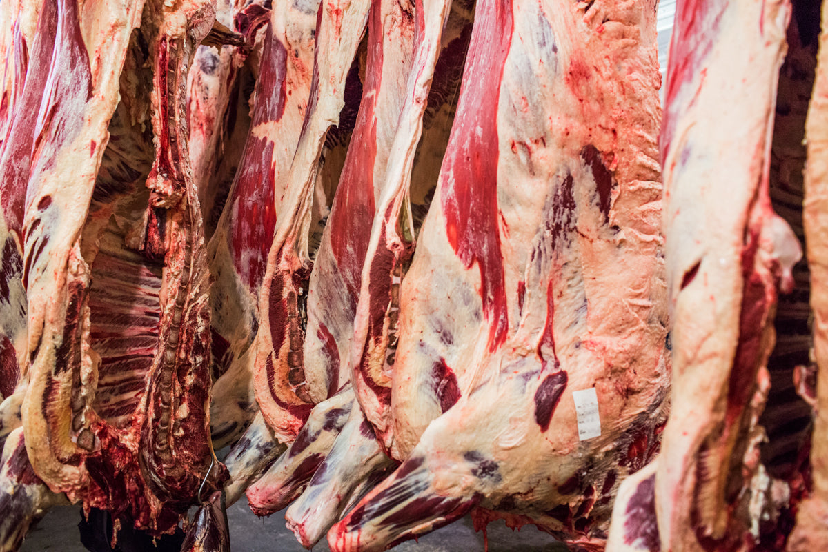 Sides of beef hanging in dry aging facility
