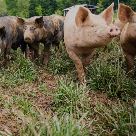 Pigs standing in a green pasture on a small American farm