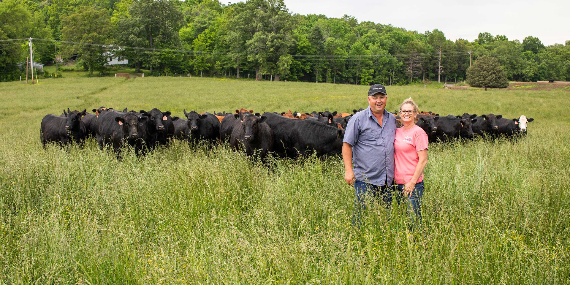 Farmers standing in green pasture with herd of beef cattle